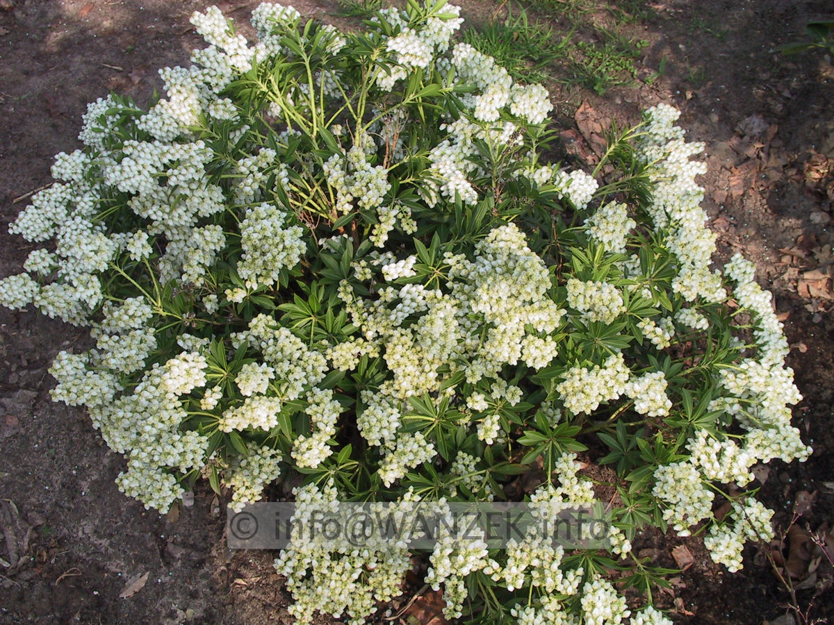 Pieris japonica Purity 01.JPG